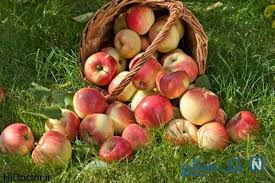 تصویر 3 از سیب ارگانیک سالم بدون مواد شیمیایی و با طعم طبیعی